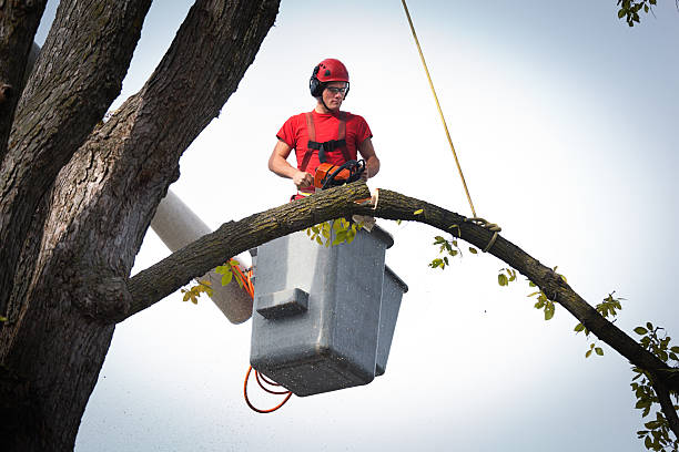 Best Tree Risk Assessment  in , IL